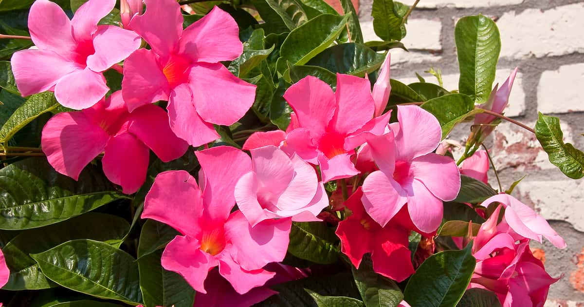 A planta barata, fácil de cuidar e que floresce o ano todo