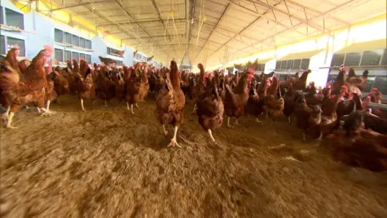 União Europeia suspende compra de frango brasileiro após caso de gripe aviária no RS