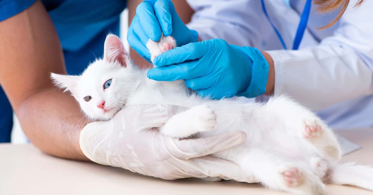 Conheça 10 hemocentros veterinários em São Paulo e salve vidas animais