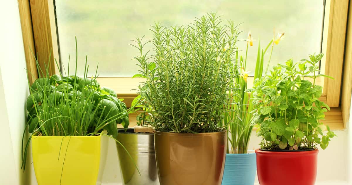 Esta erva aromática vai deixar a sua casa mais cheirosa