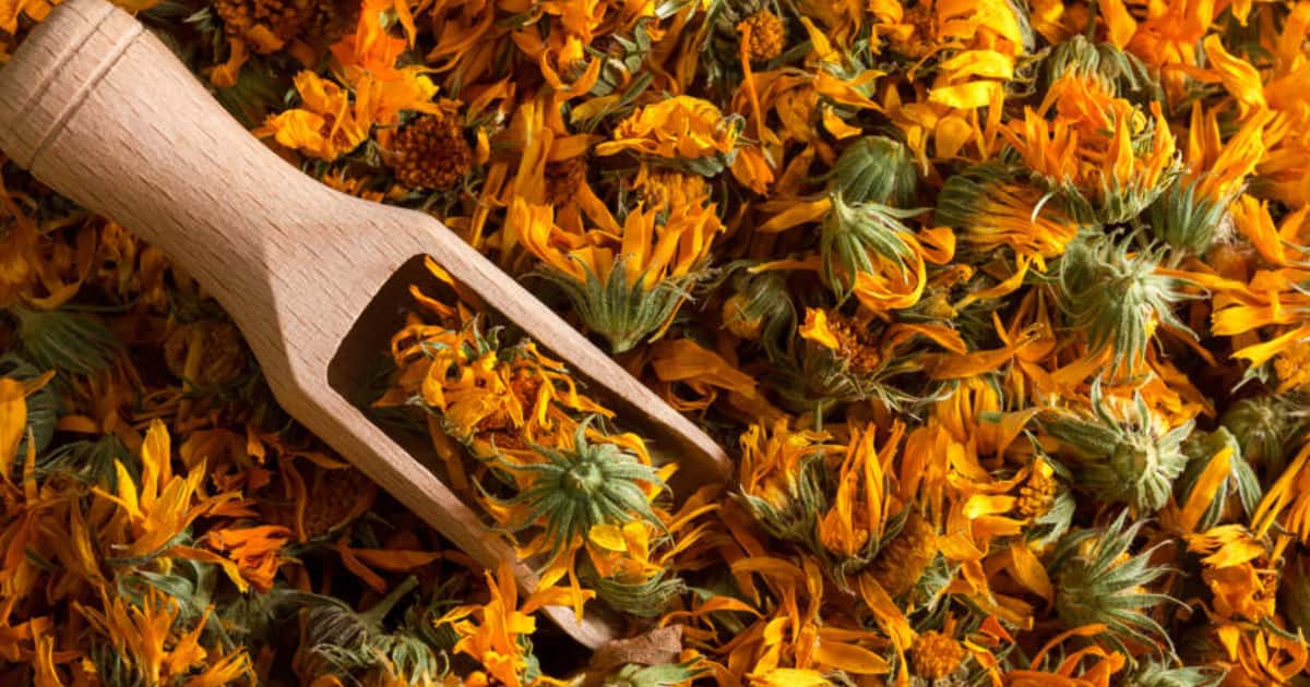planta com propriedades digestivas, anti-inflamatórias e cicatrizantes