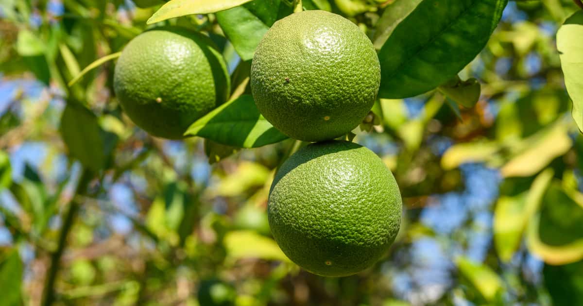 As 5 frutas mais nutritivas do mundo, segundo a Universidade William Paterson
