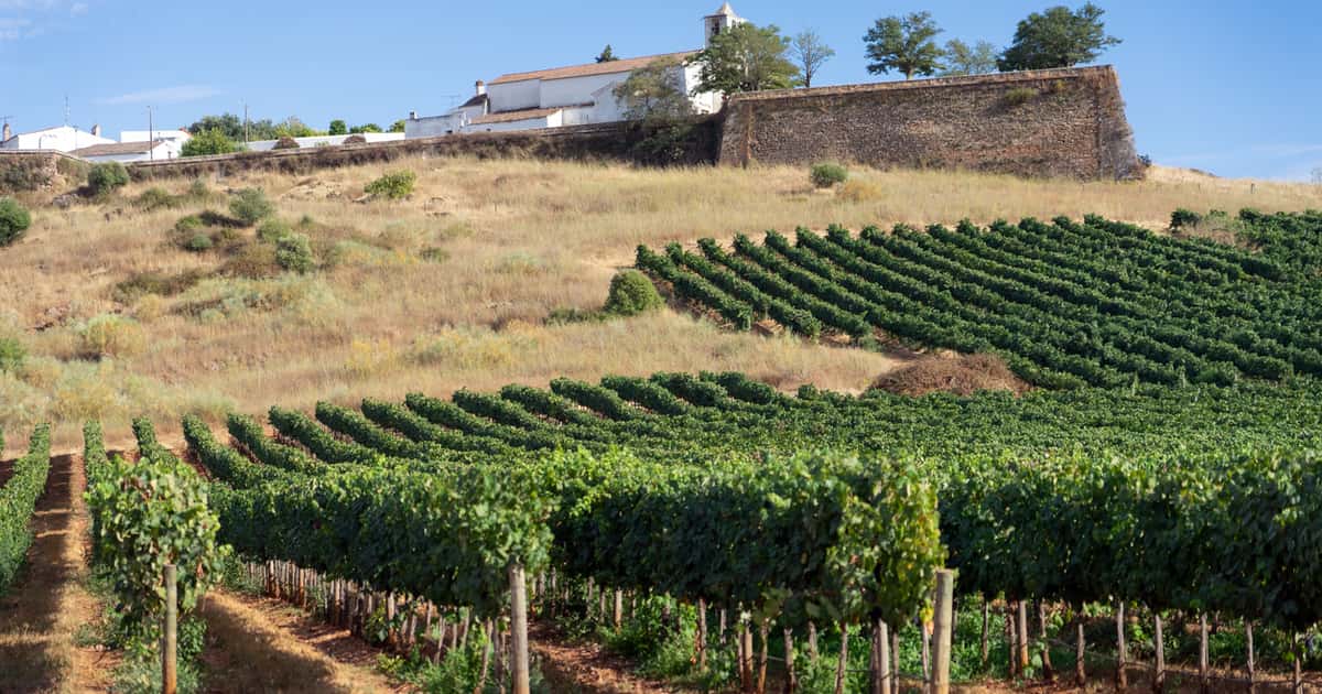 Como viver as vindimas no Alentejo de forma autêntica