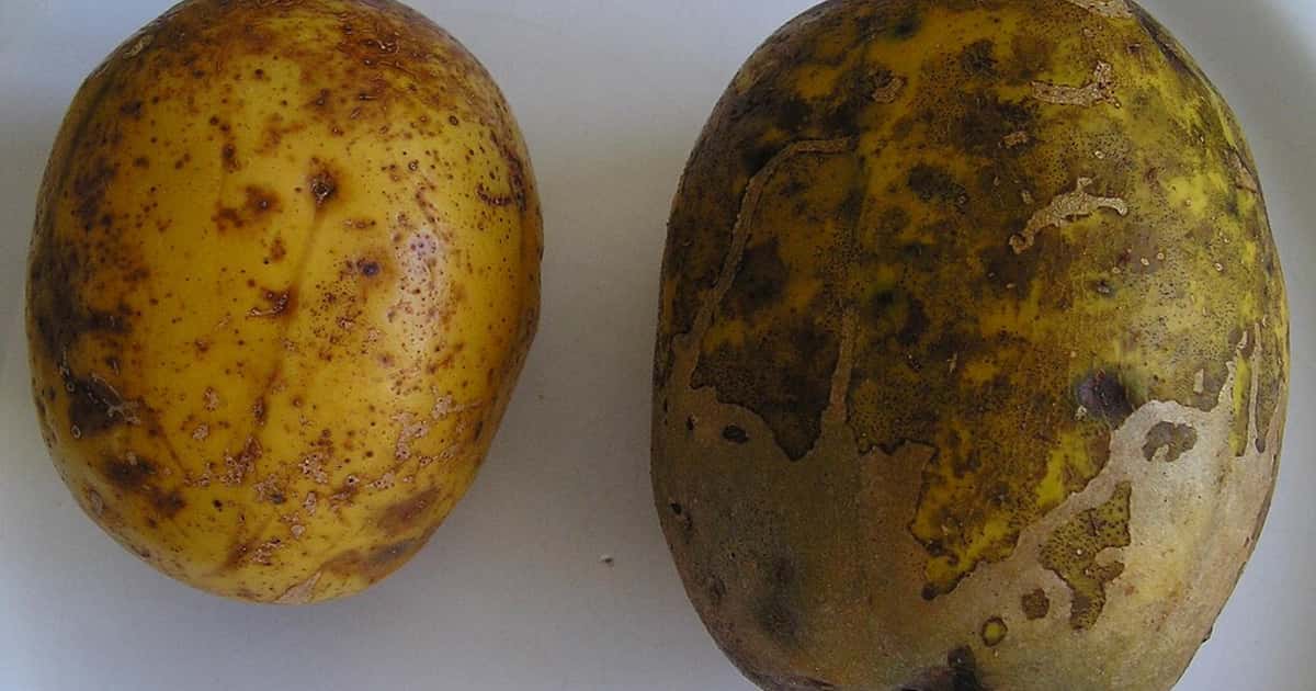 Descubra a fruta poderosa contra inflamações e estresse